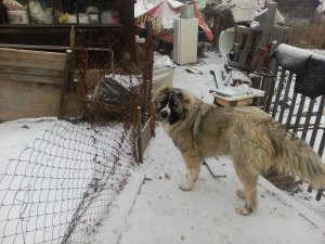 пропала кавказская овчарка
